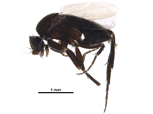  ( - BIOUG15379-H05)  @11 [ ] CreativeCommons - Attribution (2017) CBG Photography Group Centre for Biodiversity Genomics