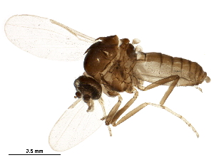  (Forcipomyia velox - BIOUG15387-H04)  @14 [ ] CreativeCommons - Attribution (2017) CBG Photography Group Centre for Biodiversity Genomics