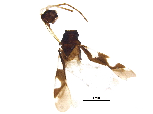  (Omphalonotus - BIOUG15422-B06)  @13 [ ] CreativeCommons - Attribution (2017) CBG Photography Group Centre for Biodiversity Genomics