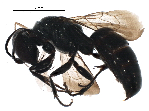  ( - BIOUG15443-B12)  @14 [ ] CreativeCommons - Attribution (2016) CBG Photography Group Centre for Biodiversity Genomics