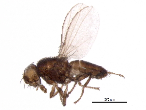  ( - BIOUG15495-G11)  @11 [ ] CreativeCommons - Attribution (2017) CBG Photography Group Centre for Biodiversity Genomics