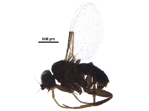  ( - BIOUG15497-H07)  @11 [ ] CreativeCommons - Attribution (2017) CBG Photography Group Centre for Biodiversity Genomics