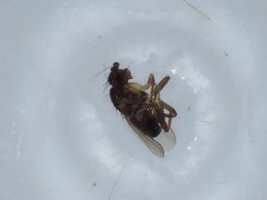  ( - BIOUG66227-C07)  @11 [ ] CreativeCommons - Attribution (2021) Centre for Biodiversity Genomics Centre for Biodiversity Genomics