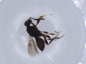  ( - BIOUG66261-C11)  @11 [ ] CreativeCommons - Attribution (2021) Centre for Biodiversity Genomics Centre for Biodiversity Genomics