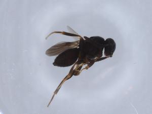  ( - BIOUG66265-B09)  @11 [ ] CreativeCommons - Attribution (2021) Centre for Biodiversity Genomics Centre for Biodiversity Genomics