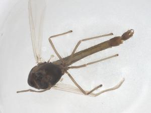  ( - CBG-B01585-A12)  @11 [ ] CreativeCommons - Attribution Share - Alike (2025) Centre for Biodiversity Genomics Centre for Biodiversity Genomics