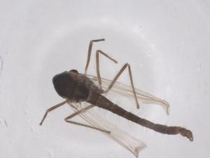  ( - CBG-B01596-B06)  @11 [ ] CreativeCommons - Attribution Share - Alike (2025) Centre for Biodiversity Genomics Centre for Biodiversity Genomics