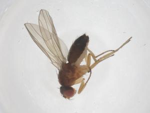  ( - CBG-B01597-A10)  @11 [ ] CreativeCommons - Attribution Share - Alike (2025) Centre for Biodiversity Genomics Centre for Biodiversity Genomics