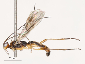  ( - CBG-B01644-A11)  @11 [ ] CreativeCommons - Attribution Share - Alike (2025) CBG Photography Group Centre for Biodiversity Genomics