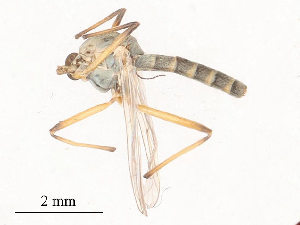  ( - CBG-B01644-F12)  @11 [ ] CreativeCommons - Attribution Share - Alike (2025) CBG Photography Group Centre for Biodiversity Genomics