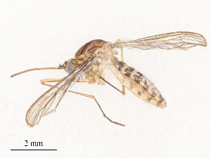  ( - CBG-B01644-H07)  @11 [ ] CreativeCommons - Attribution Share - Alike (2025) CBG Photography Group Centre for Biodiversity Genomics