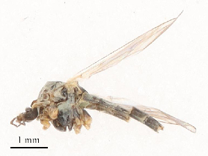  ( - CBG-B01647-E08)  @11 [ ] CreativeCommons - Attribution Share - Alike (2025) CBG Photography Group Centre for Biodiversity Genomics