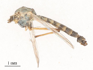  ( - CBG-B01647-G06)  @11 [ ] CreativeCommons - Attribution Share - Alike (2025) CBG Photography Group Centre for Biodiversity Genomics