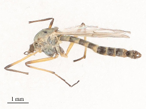  ( - CBG-B01647-G08)  @11 [ ] CreativeCommons - Attribution Share - Alike (2025) CBG Photography Group Centre for Biodiversity Genomics
