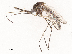  ( - CBG-B01647-H06)  @11 [ ] CreativeCommons - Attribution Share - Alike (2025) CBG Photography Group Centre for Biodiversity Genomics