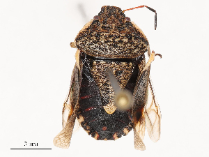  ( - CBG-B01664-C02)  @11 [ ] CreativeCommons - Attribution Share - Alike (2025) CBG Photography Group Centre for Biodiversity Genomics