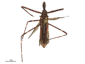  (Pnirsus - CBG-B01664-C09)  @11 [ ] CreativeCommons - Attribution Share - Alike (2025) CBG Photography Group Centre for Biodiversity Genomics