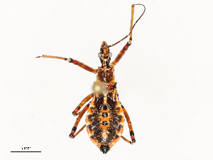  ( - CBG-B01664-D06)  @11 [ ] CreativeCommons - Attribution Share - Alike (2025) CBG Photography Group Centre for Biodiversity Genomics