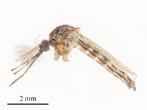  ( - CBG-B01664-F02)  @11 [ ] CreativeCommons - Attribution Share - Alike (2025) CBG Photography Group Centre for Biodiversity Genomics
