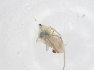  ( - CBG-B01754-D02)  @11 [ ] CreativeCommons - Attribution Share - Alike (2025) Centre for Biodiversity Genomics Centre for Biodiversity Genomics