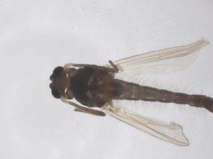  ( - CBG-B01759-A10)  @11 [ ] CreativeCommons - Attribution Share - Alike (2025) Centre for Biodiversity Genomics Centre for Biodiversity Genomics