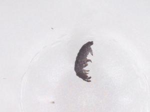  ( - CBG-B01760-B06)  @11 [ ] CreativeCommons - Attribution Share - Alike (2025) Centre for Biodiversity Genomics Centre for Biodiversity Genomics