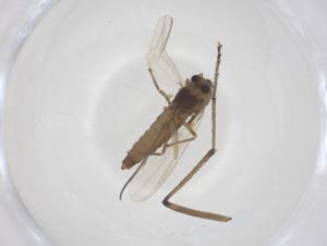  ( - CBG-B02837-B06)  @11 [ ] CreativeCommons - Attribution Share - Alike (2025) Centre for Biodiversity Genomics Centre for Biodiversity Genomics