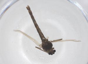  ( - CBG-B02837-G10)  @11 [ ] CreativeCommons - Attribution Share - Alike (2025) Centre for Biodiversity Genomics Centre for Biodiversity Genomics