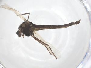  ( - CBG-B02837-H01)  @11 [ ] CreativeCommons - Attribution Share - Alike (2025) Centre for Biodiversity Genomics Centre for Biodiversity Genomics