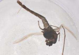  ( - CBG-B02838-A10)  @11 [ ] CreativeCommons - Attribution Share - Alike (2025) Centre for Biodiversity Genomics Centre for Biodiversity Genomics