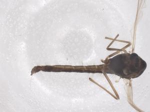  ( - CBG-B02838-E06)  @11 [ ] CreativeCommons - Attribution Share - Alike (2025) Centre for Biodiversity Genomics Centre for Biodiversity Genomics