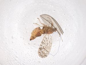  (Acizzia hakeae - CBG-B02838-G12)  @11 [ ] CreativeCommons - Attribution Share - Alike (2025) Centre for Biodiversity Genomics Centre for Biodiversity Genomics