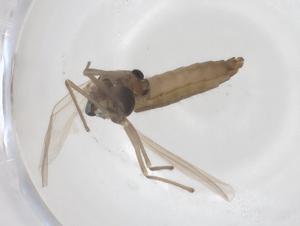  ( - CBG-B02858-B05)  @11 [ ] CreativeCommons - Attribution Share - Alike (2025) Centre for Biodiversity Genomics Centre for Biodiversity Genomics