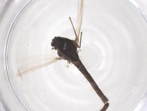  ( - CBG-B02859-H07)  @11 [ ] CreativeCommons - Attribution Share - Alike (2025) Centre for Biodiversity Genomics Centre for Biodiversity Genomics