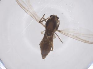  ( - CBG-B02860-C05)  @11 [ ] CreativeCommons - Attribution Share - Alike (2025) Centre for Biodiversity Genomics Centre for Biodiversity Genomics