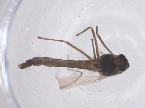  ( - CBG-B02860-F10)  @11 [ ] CreativeCommons - Attribution Share - Alike (2025) Centre for Biodiversity Genomics Centre for Biodiversity Genomics