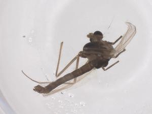  ( - CBG-B02862-D03)  @11 [ ] CreativeCommons - Attribution Share - Alike (2025) Centre for Biodiversity Genomics Centre for Biodiversity Genomics