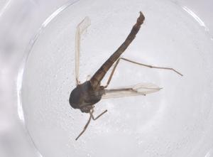  ( - CBG-B02930-C08)  @11 [ ] CreativeCommons - Attribution Share - Alike (2025) Centre for Biodiversity Genomics Centre for Biodiversity Genomics