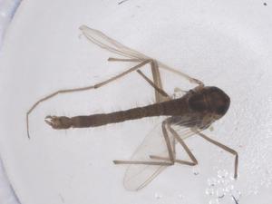  ( - CBG-B02934-B07)  @11 [ ] CreativeCommons - Attribution Share - Alike (2025) Centre for Biodiversity Genomics Centre for Biodiversity Genomics