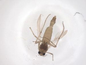  ( - CBG-B02945-F07)  @11 [ ] CreativeCommons - Attribution Share - Alike (2025) Centre for Biodiversity Genomics Centre for Biodiversity Genomics