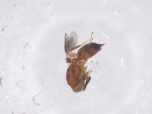  ( - CBG-B02982-G06)  @11 [ ] CreativeCommons - Attribution Share - Alike (2025) Centre for Biodiversity Genomics Centre for Biodiversity Genomics