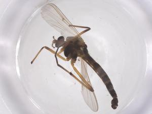  ( - CBG-B03048-E09)  @11 [ ] CreativeCommons - Attribution Share - Alike (2025) Centre for Biodiversity Genomics Centre for Biodiversity Genomics