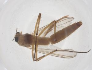  (Chironomus pseudoppositus - CBG-B03216-B04)  @11 [ ] CreativeCommons - Attribution Share - Alike (2025) Centre for Biodiversity Genomics Centre for Biodiversity Genomics