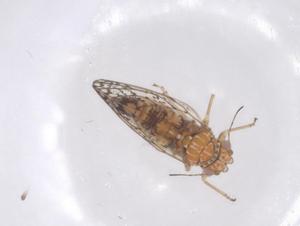  ( - CBG-B03299-F07)  @11 [ ] CreativeCommons - Attribution Share - Alike (2025) Centre for Biodiversity Genomics Centre for Biodiversity Genomics