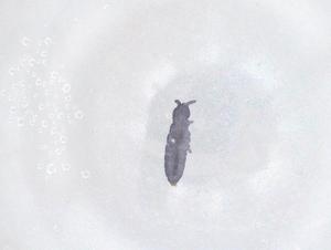  ( - CBG-B03333-D10)  @11 [ ] CreativeCommons - Attribution Share - Alike (2025) Centre for Biodiversity Genomics Centre for Biodiversity Genomics