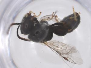  (Lasioglossum hemichalceum - CBG-B03335-C08)  @11 [ ] CreativeCommons - Attribution Share - Alike (2025) Centre for Biodiversity Genomics Centre for Biodiversity Genomics