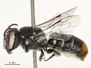  ( - CBG-B03404-D07)  @11 [ ] CreativeCommons - Attribution Share - Alike (2025) CBG Photography Group Centre for Biodiversity Genomics