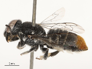  ( - CBG-B03404-D09)  @11 [ ] CreativeCommons - Attribution Share - Alike (2025) CBG Photography Group Centre for Biodiversity Genomics