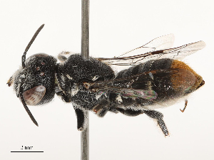  ( - CBG-B03404-D10)  @11 [ ] CreativeCommons - Attribution Share - Alike (2025) CBG Photography Group Centre for Biodiversity Genomics