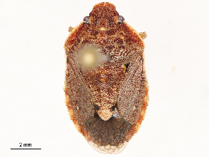  ( - CBG-B03408-E11)  @11 [ ] CreativeCommons - Attribution Share - Alike (2025) CBG Photography Group Centre for Biodiversity Genomics